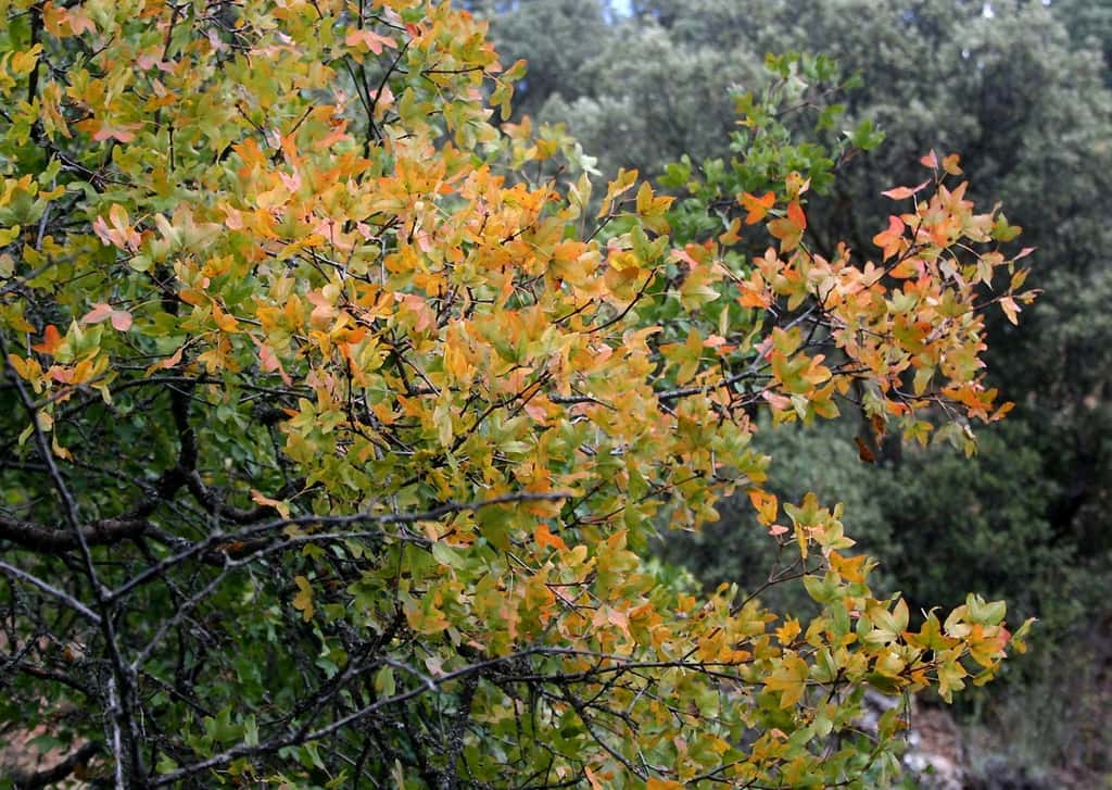 Définition Érable de Montpellier Acer monspessulanum Azerou Agas — free download